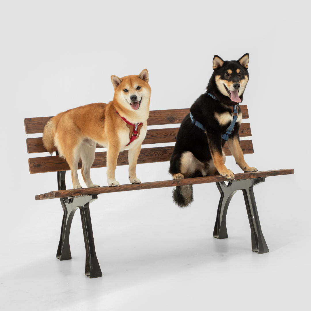 Leather-Paneled H-Style Harness | Venture Collection image 8