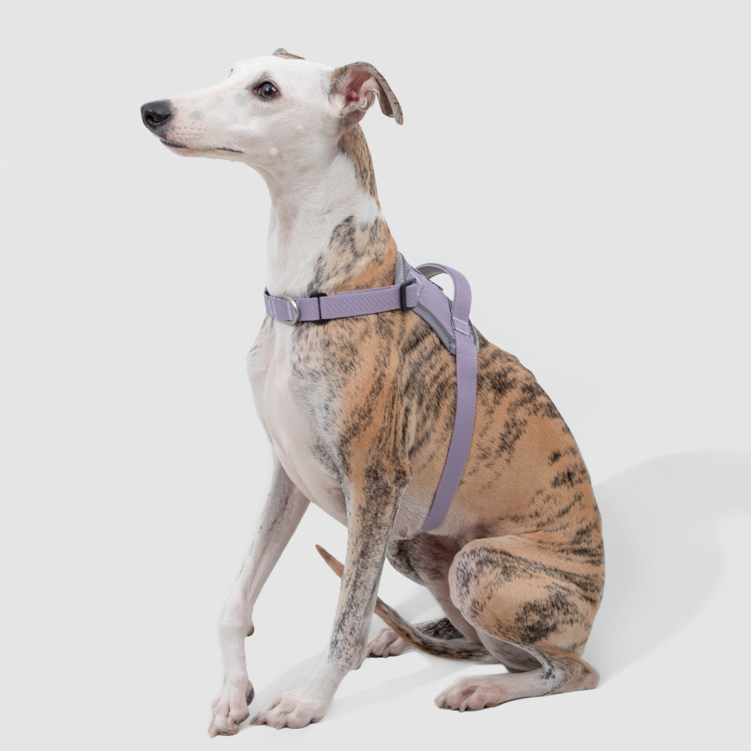 Quick-Fit No-Pull Dog Harness | Terra Series image 1