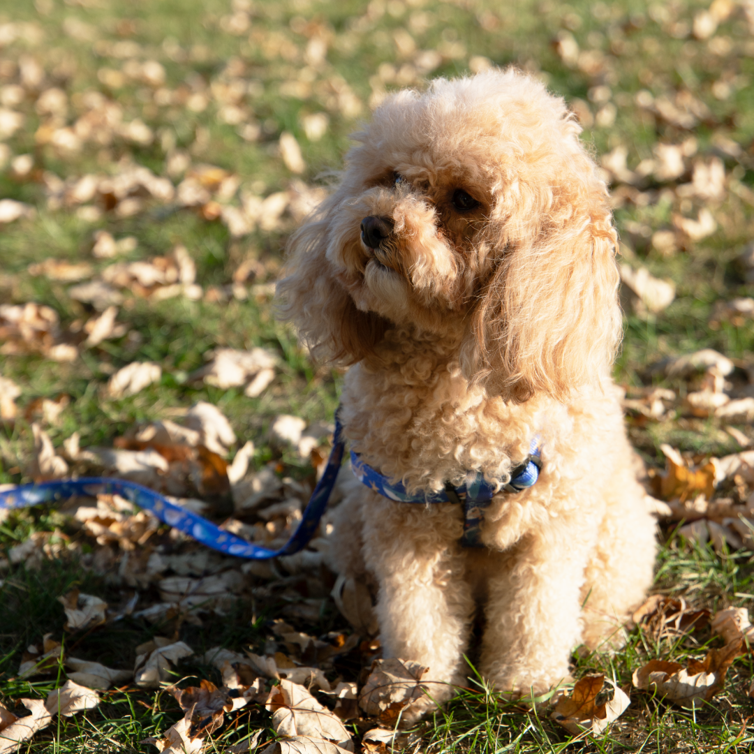 Ocean Whale Step-in Harness & Leash Set | Pop Collection image 2