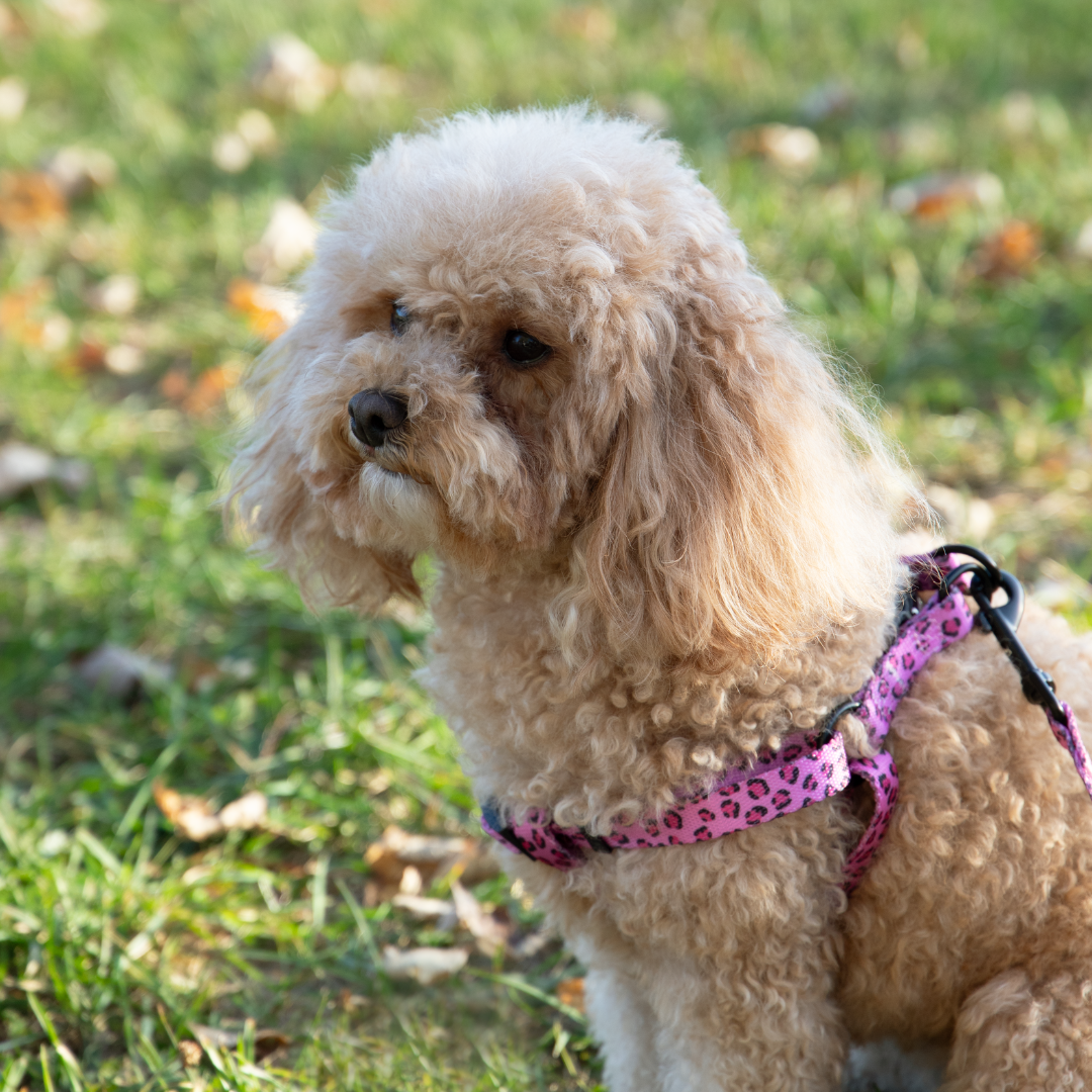 Leopard Pink Step-in Harness & Leash Set | Pop Collection image 2