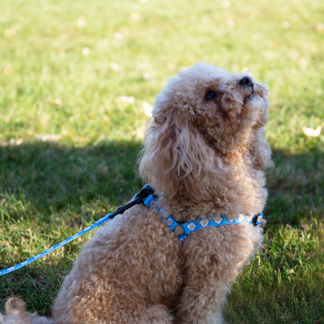 Sunny Side Up Step-in Harness & Leash Set | Pop Collection image 2