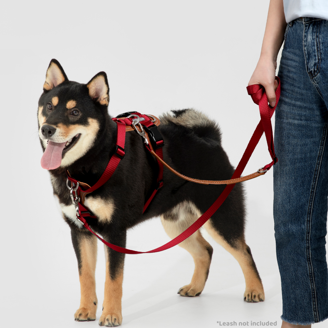 Leather-Paneled H-Style Harness | Venture Collection image 2