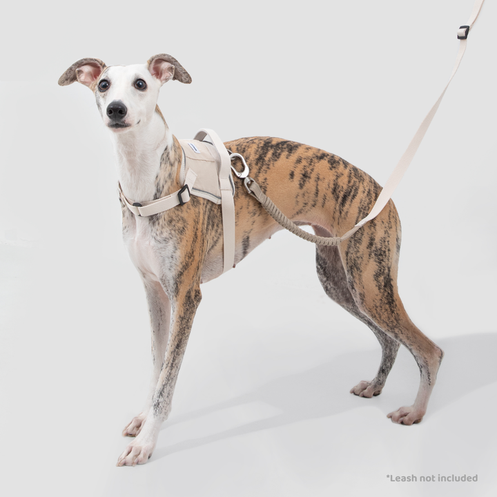 Quick-Fit No-Pull Dog Harness | Terra Series image 3