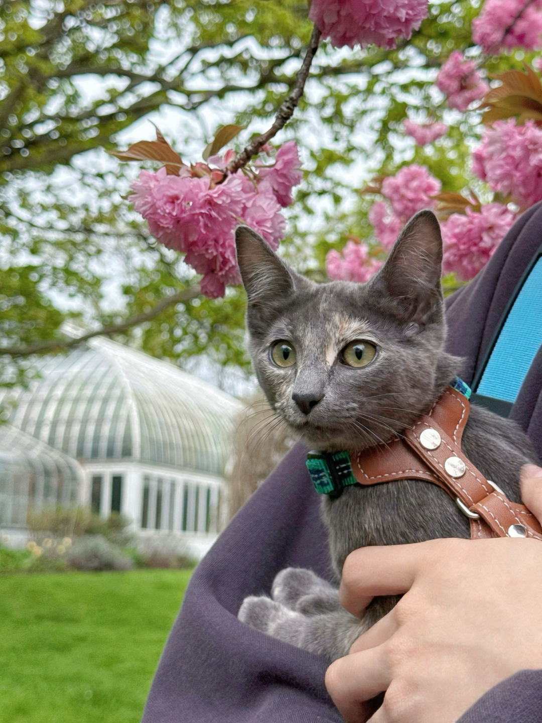 Gray cat in a harness held by a person with cherry blossoms in the background