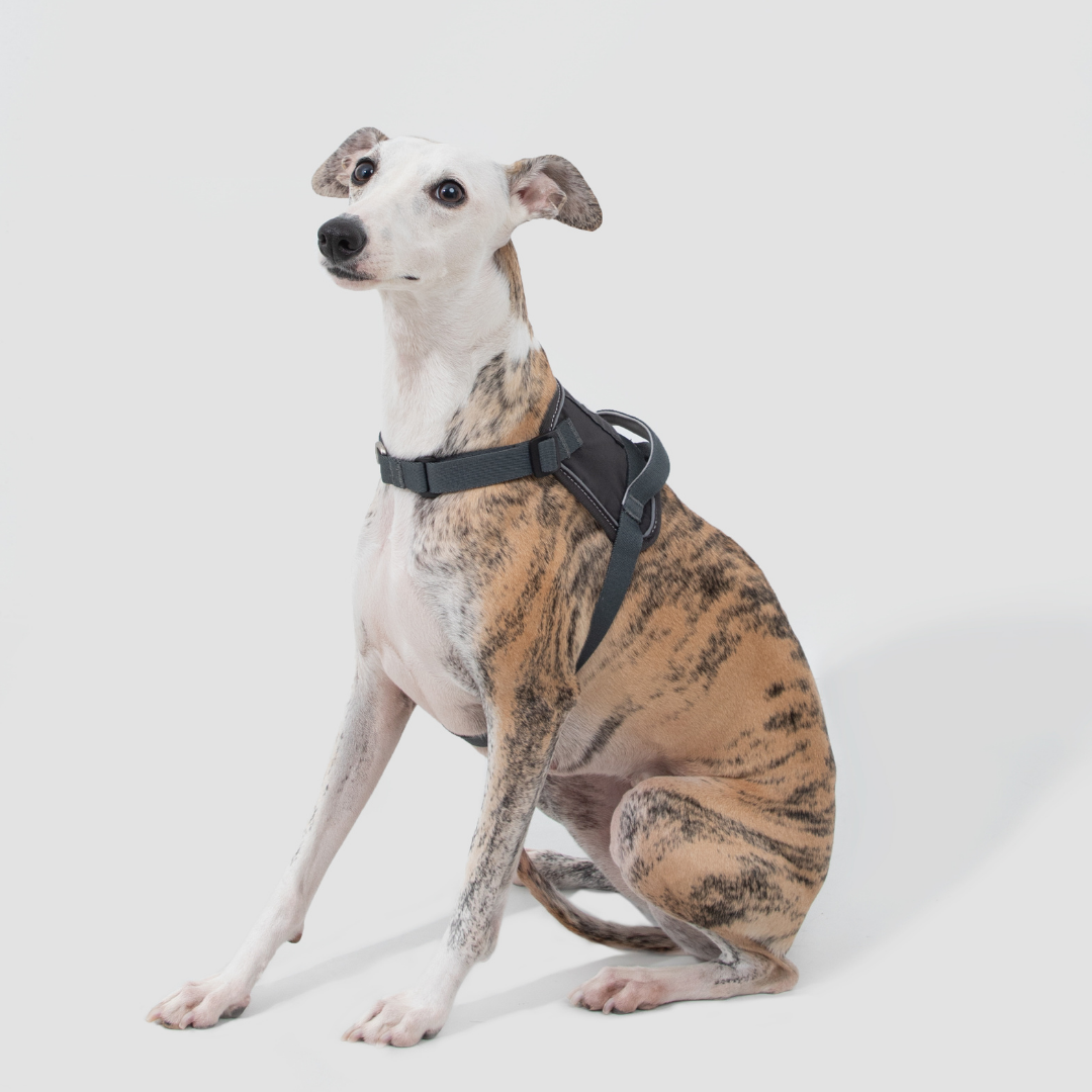 Quick-Fit No-Pull Dog Harness | Terra Series image 5