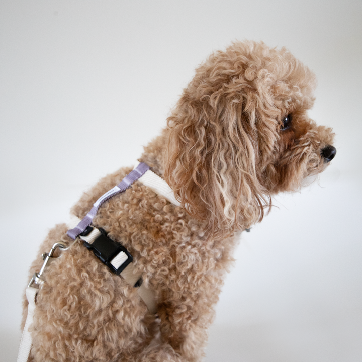 H-Style Dog Harness & Leash Set | Terra Series image 2