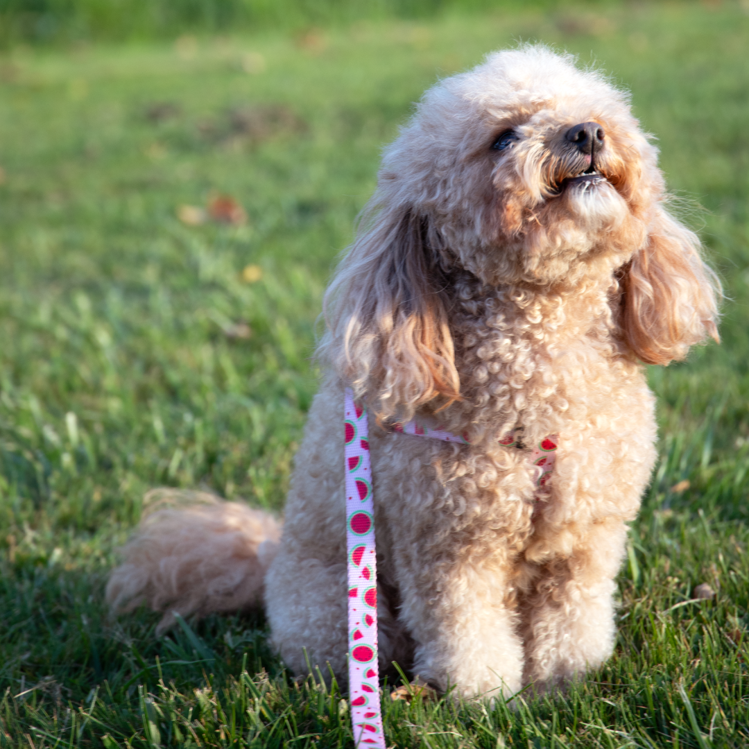 Pink Watermelon Step-in Harness & Leash Set | Pop Collection image 2