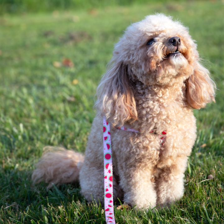 Pink Watermelon Step-in Harness & Leash Set | Pop Collection image 2